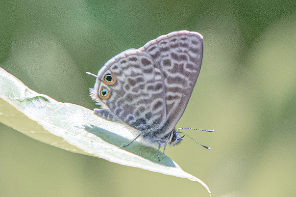 Leptotes pirithous-7064 - Peille - 12/09/20