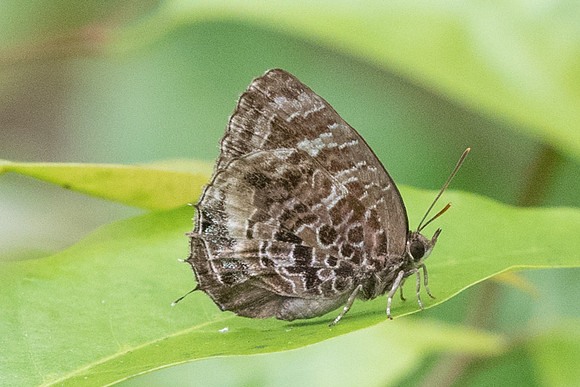 Flos abseus ophiala-7285 -Khao Phanom Bencha National Park - 28/11/23
