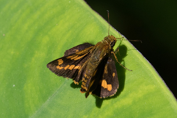 Potanthus id--0535 - Chiang Dao - 16/11/23