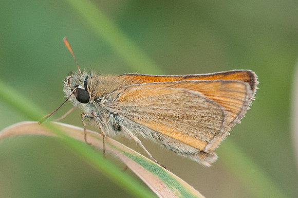 Thymelicus sylvestris-2914 Fontibre 4 08 2013