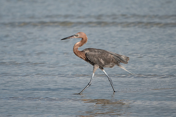 Egretta rufescens-Mexique