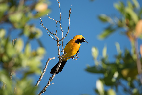 Icterus cucullatus-0840