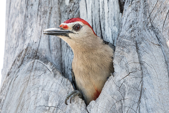 melanerpes pygmaeus-Mexique