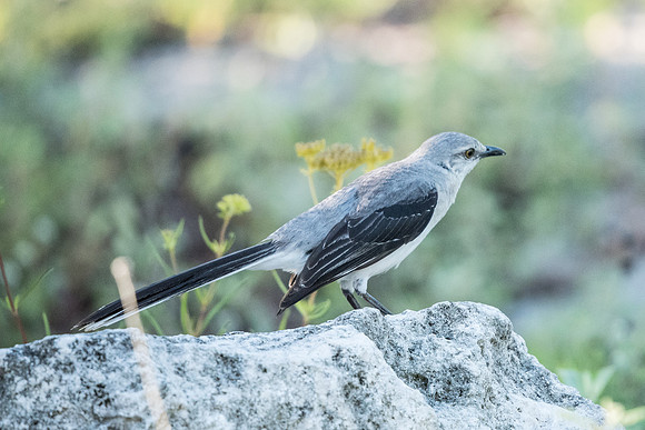 Mimus gilvus-Mexique