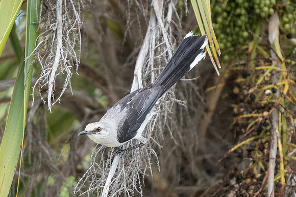 Mimus gilvus-0691