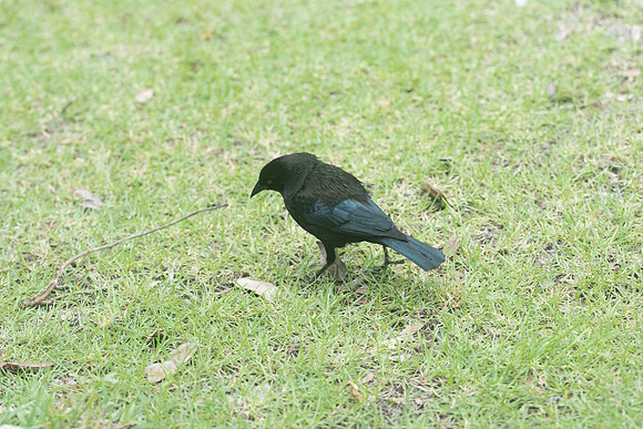 Molothrus aeneus-