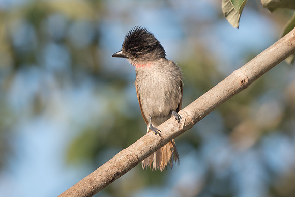 Pachyramphus aglaiae-3248