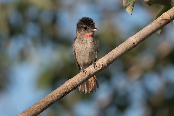 Pachyramphus aglaiae-3250
