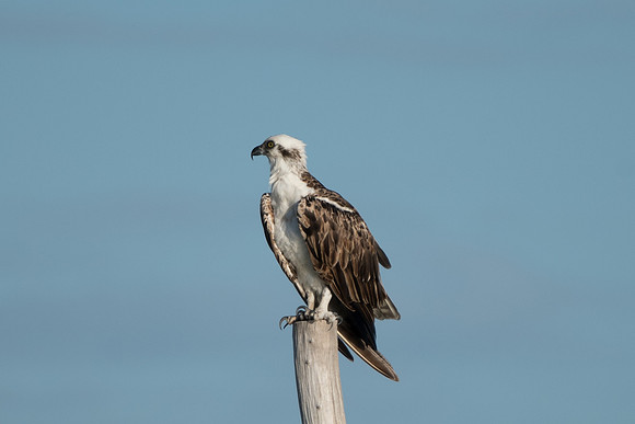 Pandion haliaetus-0403