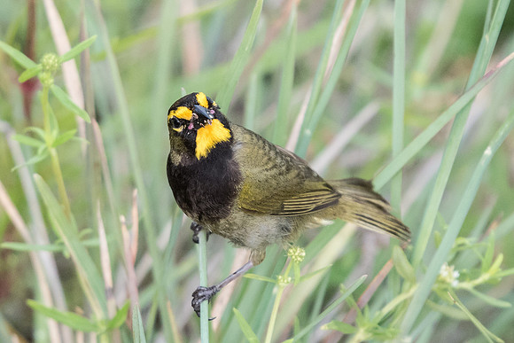 Tiaris olivaceus-Mexique
