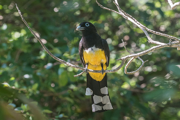 Trogon melanocephalus-2989
