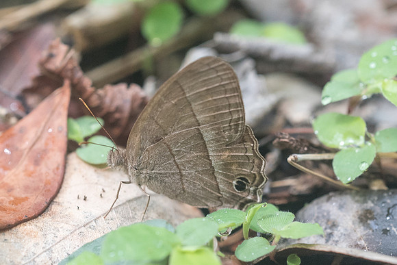 Cissia similis