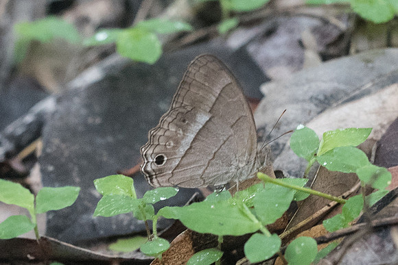 Cissia similis