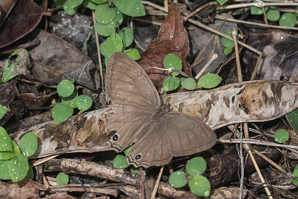 Cissia similis