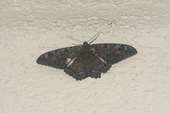 Ascalapha odorata_1688