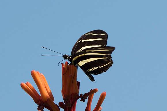 Heliconius charithonia