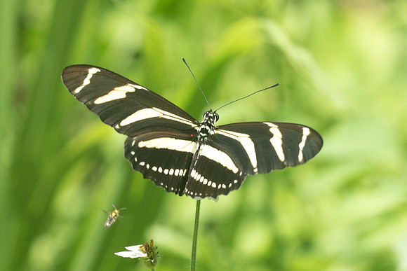 Heliconius charithonia