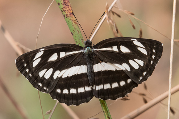 Neptis hylas-0904- Doi Suthep 7/03/23