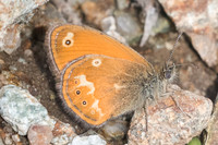 Coenonympha corinna-7652 - Vivario - 13/06/23