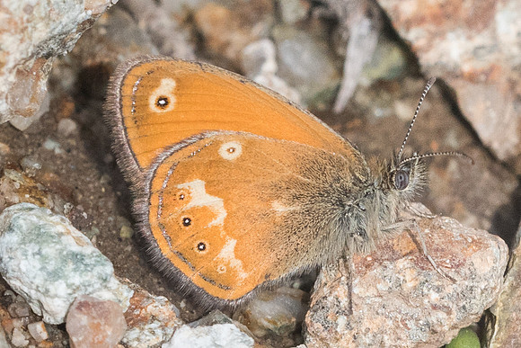 Coenonympha corinna-7652 - Vivario - 13/06/23