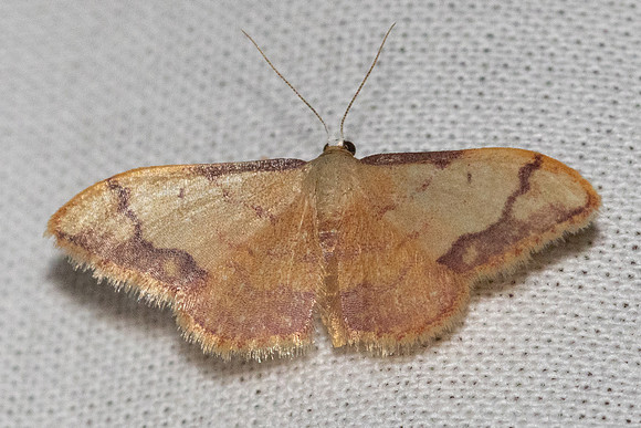 Idaea ostrinaria -9281 - Signes - 6/06/25