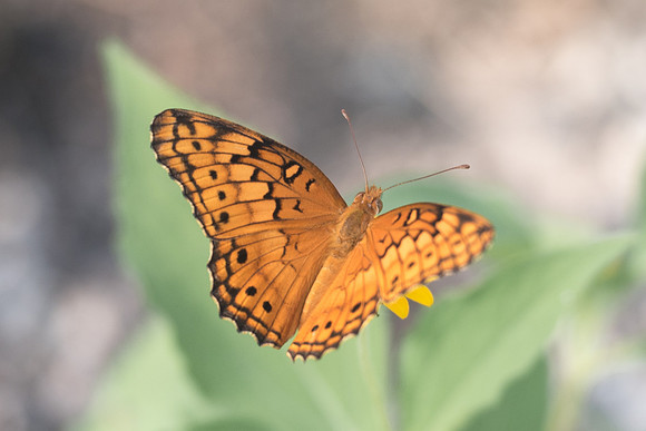 Euptoieta claudia