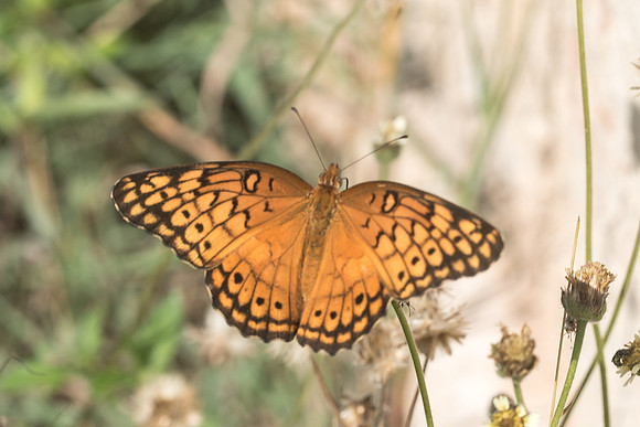 Euptoieta claudia
