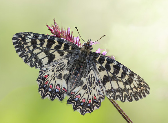 zerynthia polyxena  (Diane) - Ponteves - 20/04/19