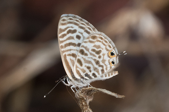 Leptotes plinius-6202 Doi Suthep - 14/03/23