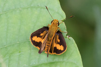 Telicota colon id + --4878 - Phanom Bencha Mountain - 23/11/23