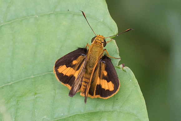 Telicota colon id + --4878 - Phanom Bencha Mountain - 23/11/23