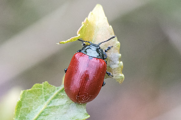 Chrysomela tremulae 6138