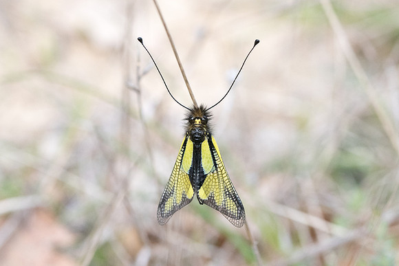 Ascalaphe