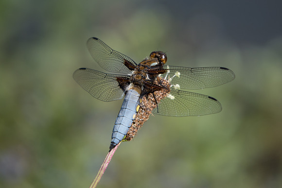 libellula depressa -0046
