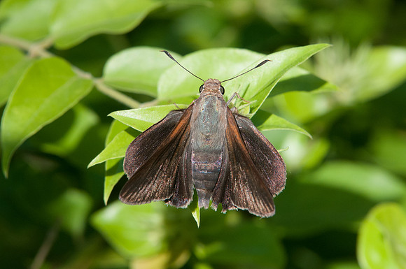 Asbolis capucinus