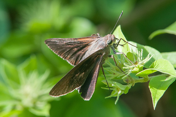 Asbolis capucinus