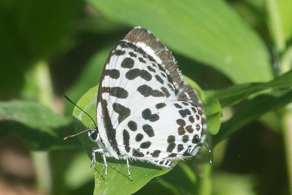 Castalius rosimon-9515 - Chiang Dao - 14/11/23