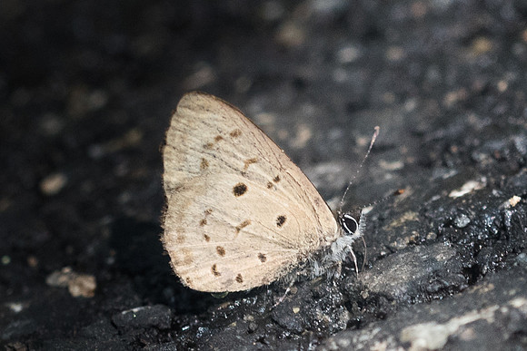 Una usta usta-9314 - Chiang Dao - 14/11/23