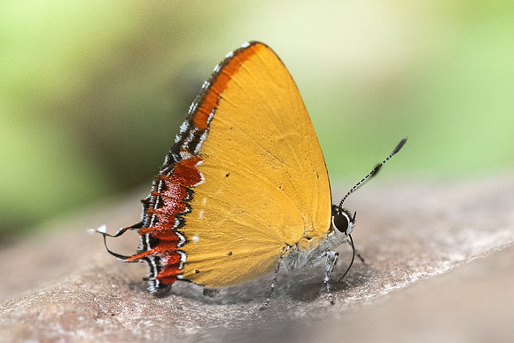 Heliophorus epicles latilimbata-4881- Chiang Dao  - 12/03/23