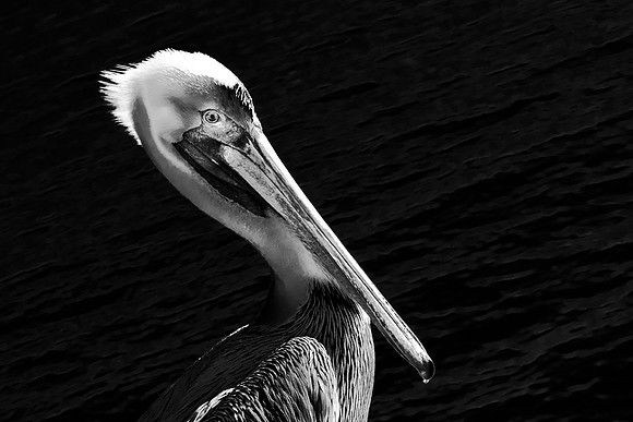 Pelican