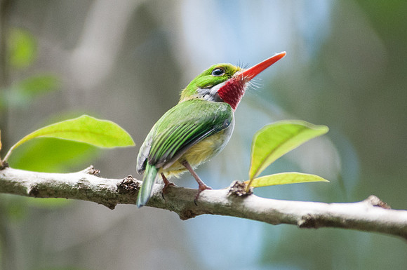 Todus mexicanus (2)