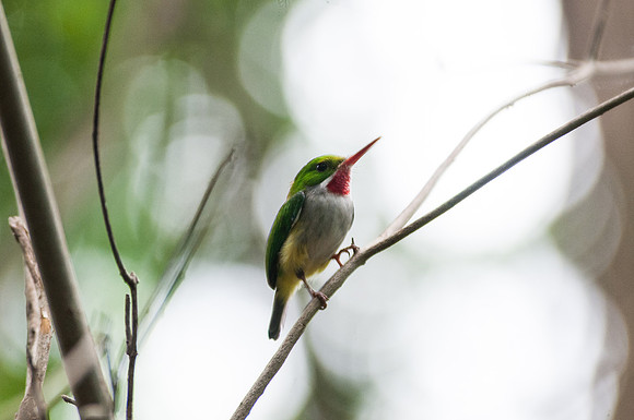 Todus mexicanus