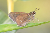 Caltoris bromus-6653- Chiang mai - 29/03/25