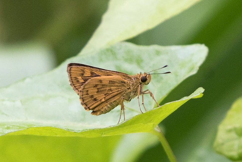 Zenfolio | Papillons et autres paysages | Papillons de Singapour ...