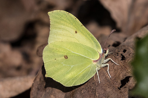 Gonepteryx rhamni ♂ - 0016 - Fontainebleau - 19/03/22