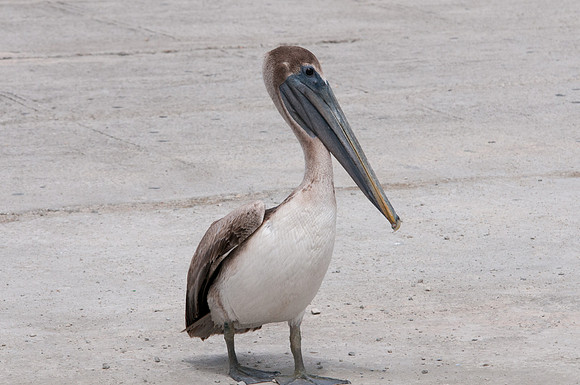 Pelican