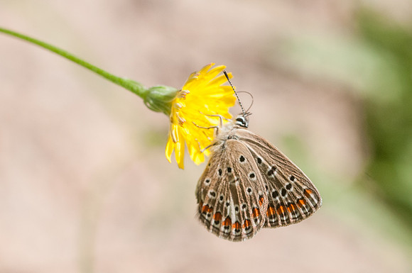Lysandra hispana -Sardaigne