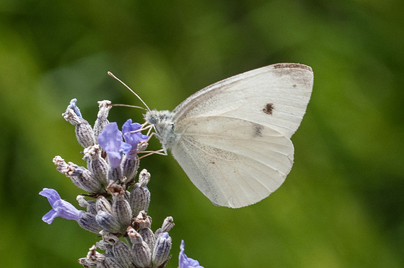 Pieris rapae 7728 - Sardaigne