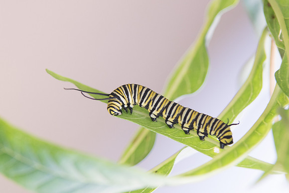 03122016-Danaus plexippus-8166