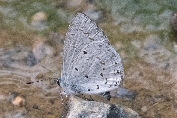 Celastrina lavendularis limbata-3033 - Chiang Dao - 11/03/23